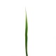 Flax leaf 95cm