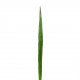 Flax leaf 117cm