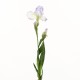 Bearded Iris 80cm