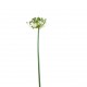 Lace Seeded stem 96,5cm