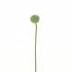 Lotus seed stem 53cm