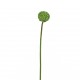 Lotus seed stem 80cm