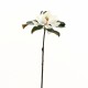 Magnolia 61cm