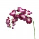 Phalaenopsis orchid 99cm