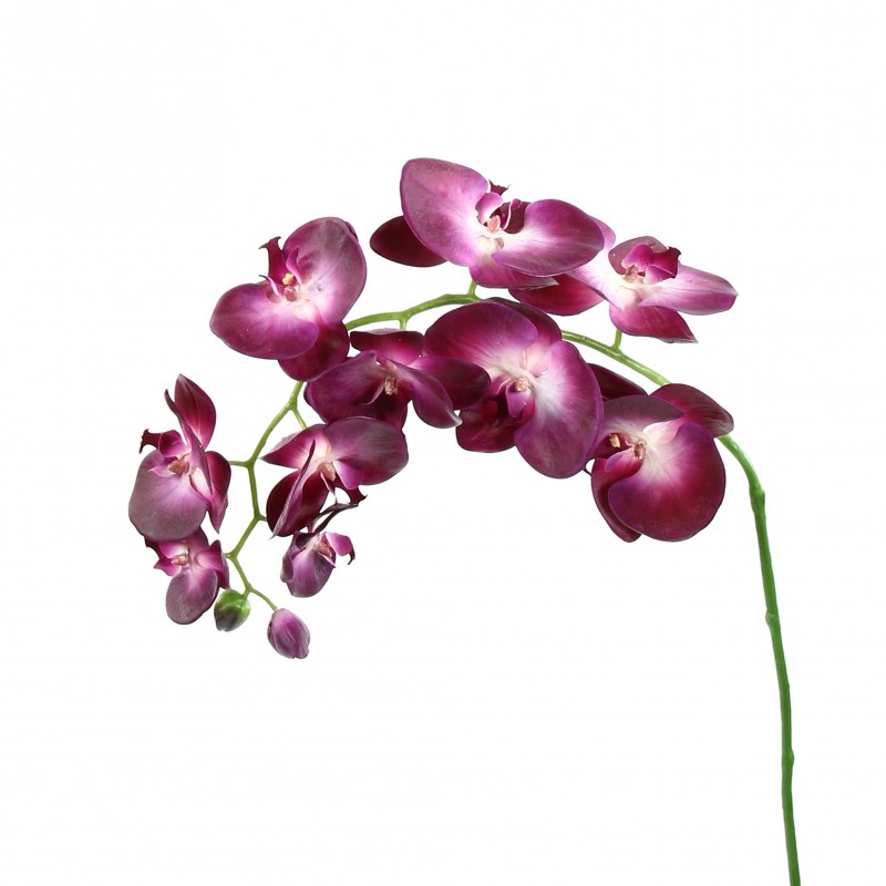 Plante Naturel Orchidée Phalaenopsis Varie Avec Quadrato Ø6