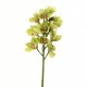 Cymbidium orchid 58cm