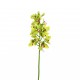 Cymbidium orchid 99cm
