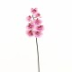 Phalaenopsis orchid 81cm