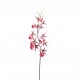 Spider Orchid 116cm