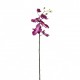 Phalaenopsis orchid 74cm