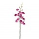 Phalaenopsis orchid 88cm