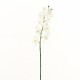 Phalaenopsis orchid 74cm