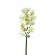 Cymbidium orchid 105cm