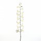 Orchidée Phalaenopsis 145cm - Blanc