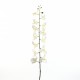 Phalaenopsis orchid 145cm