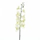 Orchidée Phalaenopsis 127cm - Blanc vert