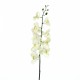 Phalaenopsis orchid 127cm