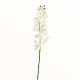 Orchidée Phalaenopsis 79cm - Blanc vert