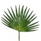 Fan palm 71cm