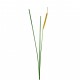 Herbe de roseau en bouton 110.5cm - Beige