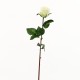 Dutchess bud Rose 61cm