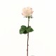 Ecuadorian Rose bud 52cm