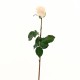 Dutchess bud Rose 74cm