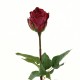 Dutchess bud Rose 52cm