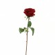 Ecuadorian Rose bud 52cm