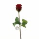 Dutchess bud Rose 52cm