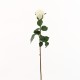 Dutchess bud Rose 61cm