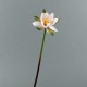 Lotus 71cm - Rose