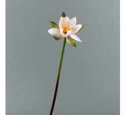 Lotus 71cm - Rose