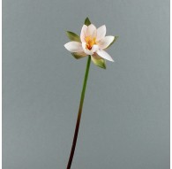 Lotus 71cm - Rose