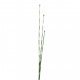 Horsetail bundle 122cm