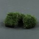 Herbes vertes 3.8cm avec terre. en sachet X4 - Vert