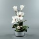 Round silver - Magnolia White 57cm