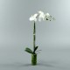 Bamboo S - Orchid tall White 72cm