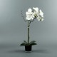 Cube black Orchid 80cm