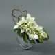 Moon silver Cymbidium Orchid 40cm