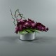Round silver - Orchid Fushia 25cm