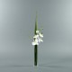 Para S - Orchid White 78cm