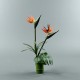 Bamboo M - Bird of paradise 61cm