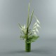 Bambou M - Heliconia blanc. Pendula blanc