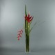 Para M - Heliconia rouge. Pendula rouge