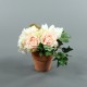 Pot en Terre Cuite - Hortensia. Rose. Magnolia. Lierre