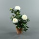 Terracotta Pot - Camelia white, Ivy 50cm