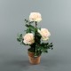 Terracotta Pot - Rosebush rose, Ivy 48cm