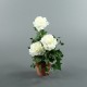 Terracotta Pot - Rosebush white, Ivy 48cm