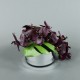 Round Silver - Phalaenopsis Orchid purple 28cm